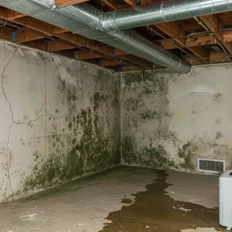 Professional Mold Removal in Whiteville, NC